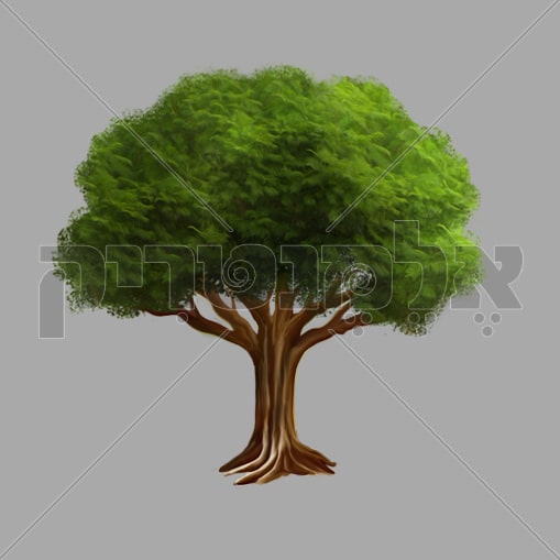 עץ